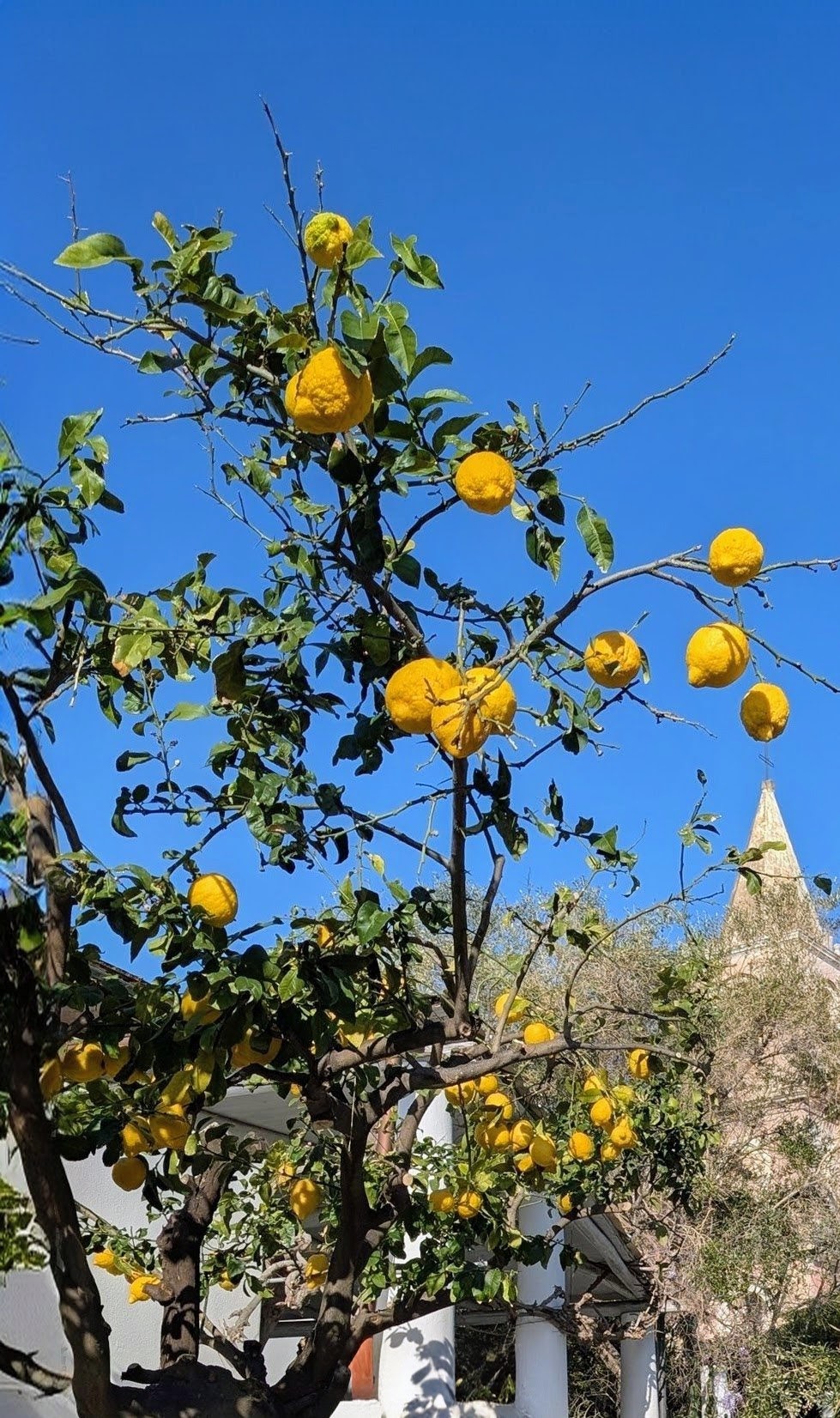 Lemon trees on Stromboli island bear fruit three-four times per year.