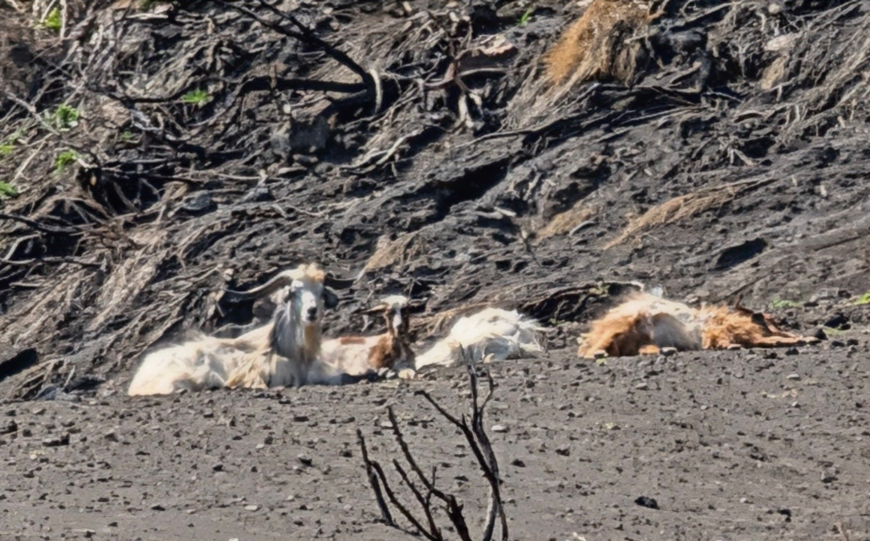 Feral goats on Stromboli island.